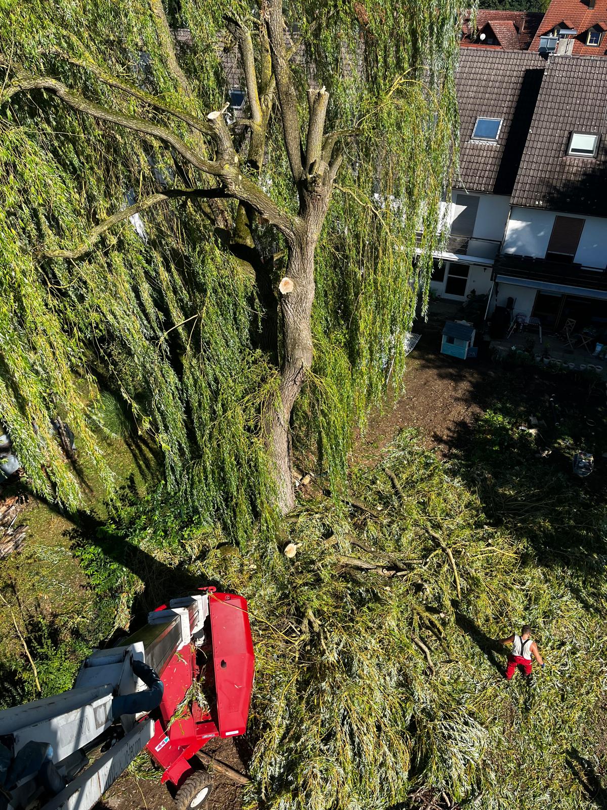 Weide nach dem Kronenschnitt