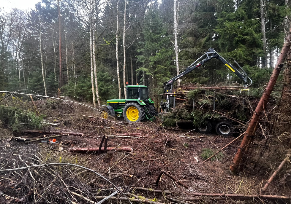 Durchforstung Mischwald