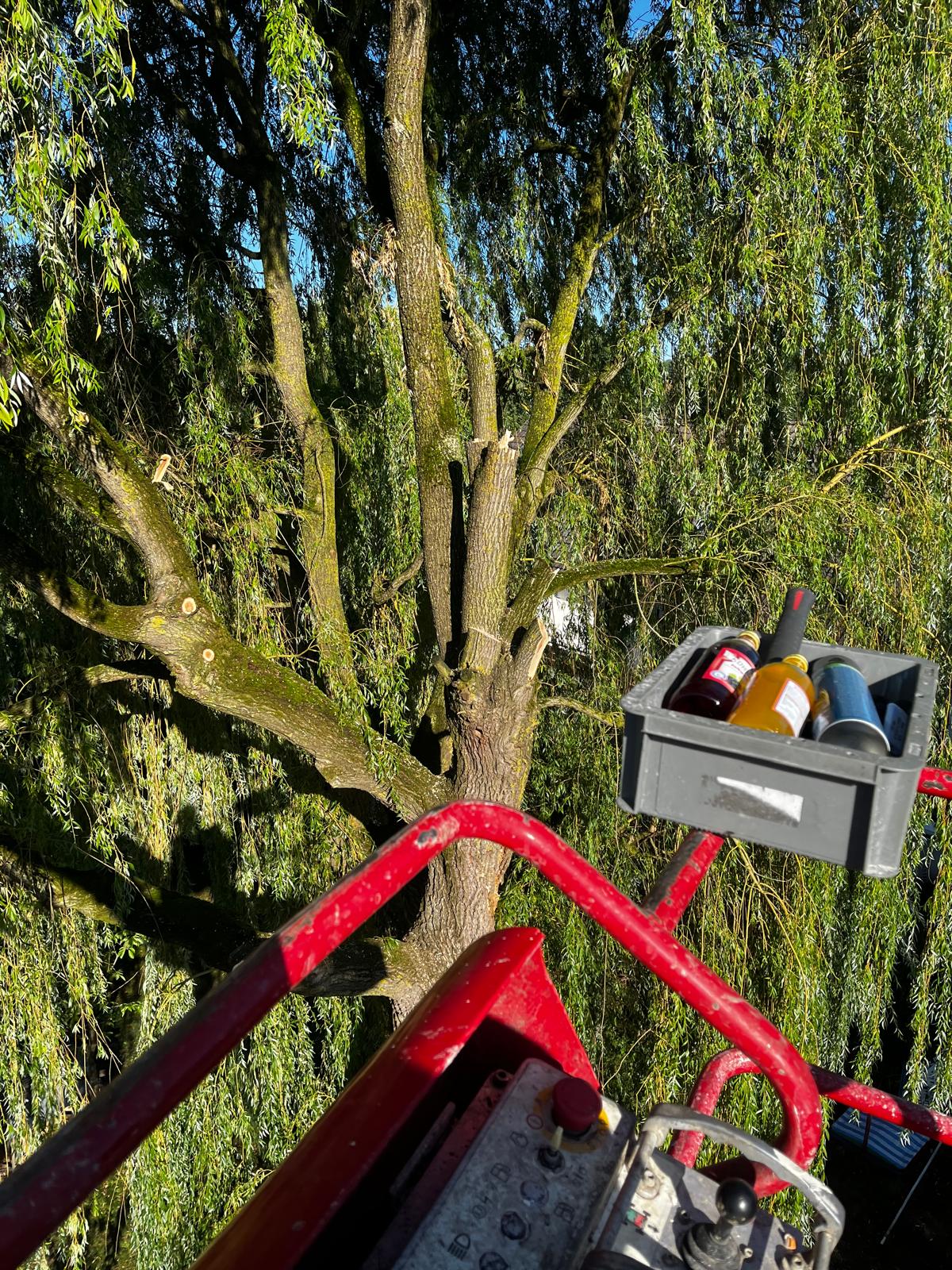Weide aus der Vogelperspektive